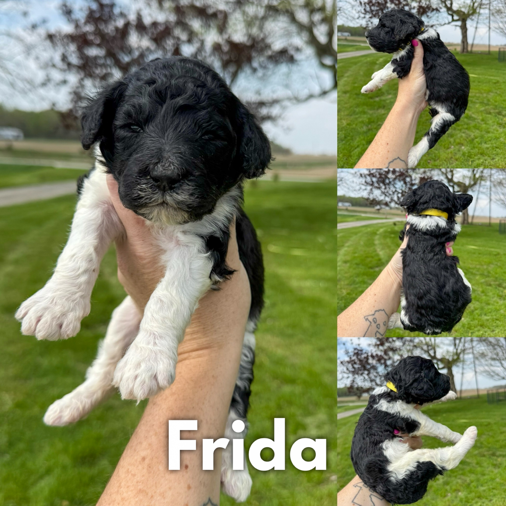 Frida 1